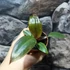 Kép 3/5 - Philodendron 'Pink Princess'
