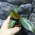 Kép 4/5 - Philodendron 'Pink Princess'