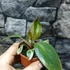 Kép 5/5 - Philodendron 'Pink Princess'