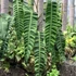 Kép 1/6 - Philodendron patriciae