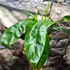 Kép 2/6 - Philodendron patriciae