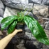 Kép 3/6 - Philodendron patriciae