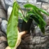Kép 5/6 - Philodendron patriciae