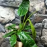 Kép 6/6 - Philodendron patriciae
