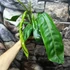 Kép 4/6 - Philodendron patriciae