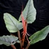 Kép 1/6 - Philodendron Squamiferum x Serpens