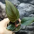 Kép 2/6 - Philodendron Squamiferum x Serpens