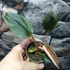 Kép 3/6 - Philodendron Squamiferum x Serpens