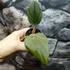 Kép 4/6 - Philodendron Squamiferum x Serpens