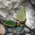 Kép 5/6 - Philodendron Squamiferum x Serpens