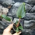 Kép 6/6 - Philodendron Squamiferum x Serpens