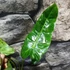 Kép 3/4 - Philodendron 'Paraiso Verde' 2-3 levéllel