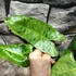 Kép 4/4 - Philodendron 'Paraiso Verde' 2-3 levéllel
