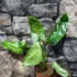 Kép 2/4 - Philodendron 'Paraiso Verde' 2-3 levéllel