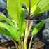Kép 3/5 - Philodendron 'Malay Gold'