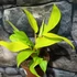Kép 5/5 - Philodendron 'Malay Gold'