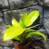 Kép 2/5 - Philodendron 'Malay Gold'