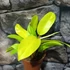 Kép 1/5 - Philodendron 'Malay Gold'