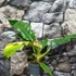 Kép 2/11 - Philodendron narrow escape