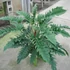 Kép 1/11 - Philodendron narrow escape