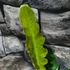 Kép 11/11 - Philodendron narrow escape