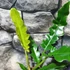 Kép 6/11 - Philodendron narrow escape