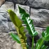 Kép 8/11 - Philodendron narrow escape
