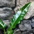Kép 9/11 - Philodendron narrow escape