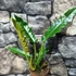 Kép 10/11 - Philodendron narrow escape