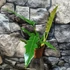 Kép 5/11 - Philodendron narrow escape