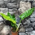 Kép 7/11 - Philodendron narrow escape