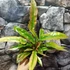 Kép 2/14 - Philodendron 'Ring of fire'