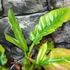 Kép 4/14 - Philodendron 'Ring of fire'