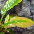 Kép 5/14 - Philodendron 'Ring of fire'