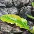 Kép 6/14 - Philodendron 'Ring of fire'