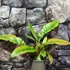 Kép 3/14 - Philodendron 'Ring of fire'