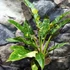 Kép 7/14 - Philodendron 'Ring of fire'
