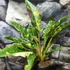 Kép 9/14 - Philodendron 'Ring of fire'