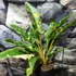 Kép 8/14 - Philodendron 'Ring of fire'