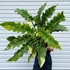 Kép 1/14 - Philodendron 'Ring of fire'