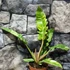 Kép 13/14 - Philodendron 'Ring of fire'