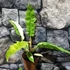 Kép 14/14 - Philodendron 'Ring of fire'