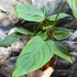 Kép 3/5 - Philodendron 'Fuzzy Petiole'