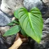 Kép 4/5 - Philodendron 'Fuzzy Petiole'