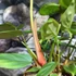 Kép 5/5 - Philodendron 'Fuzzy Petiole'