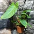 Kép 2/5 - Philodendron 'Fuzzy Petiole'