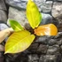Kép 3/6 - Philodendron 'Prince of Orange'