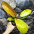 Kép 4/6 - Philodendron 'Prince of Orange'