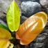 Kép 5/6 - Philodendron 'Prince of Orange'