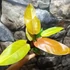 Kép 6/6 - Philodendron 'Prince of Orange'